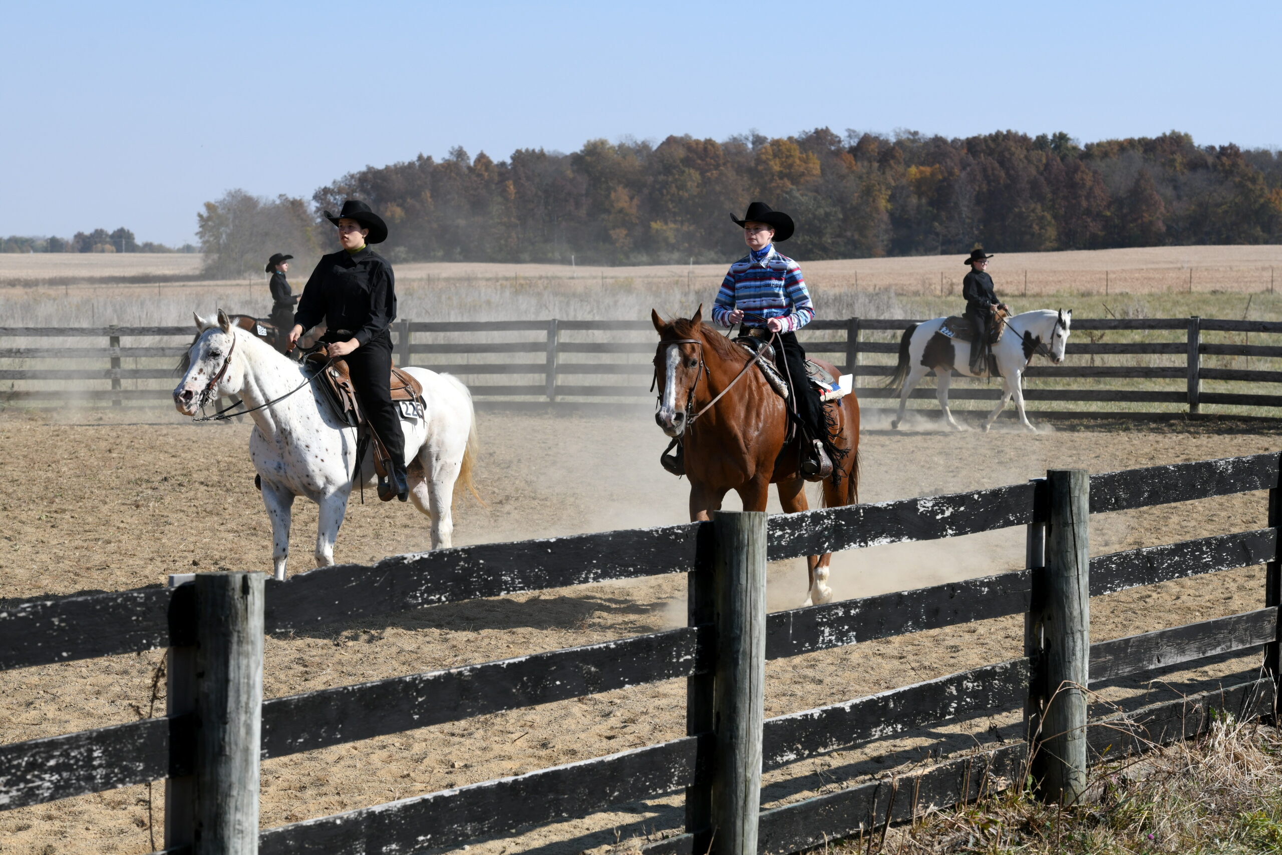 Equine Studies Minor